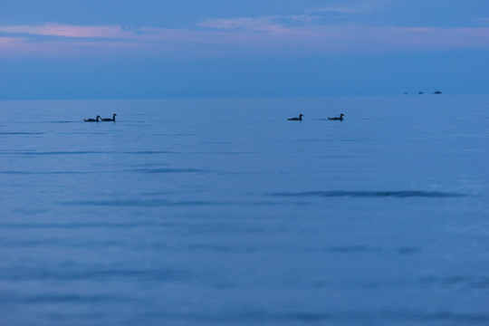 青海湖的候鸟