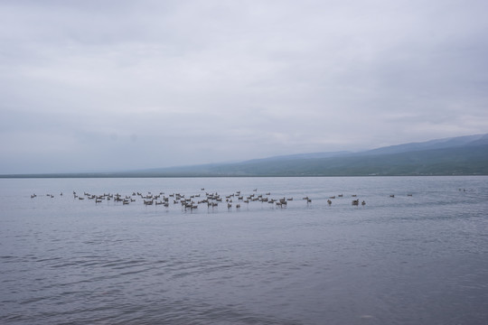 青海湖的候鸟