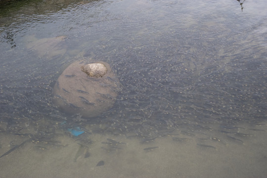 青海湖湟鱼