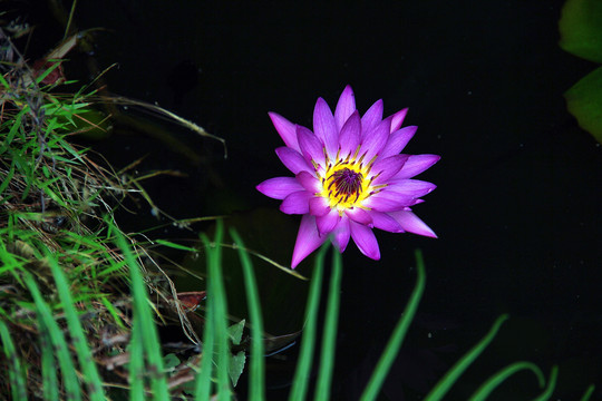 蓝莲花