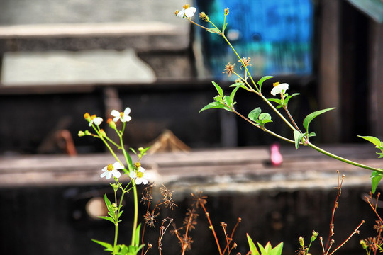 城市路边花草