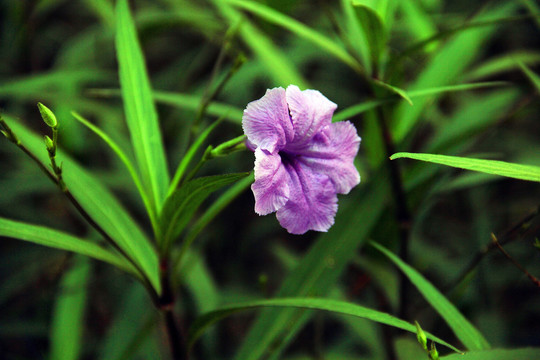 公园花花草草