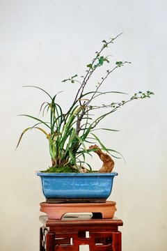 兰花盆景插花