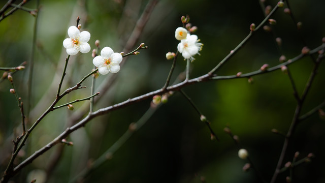 白梅花