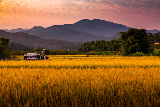 水稻收割机在田间作业