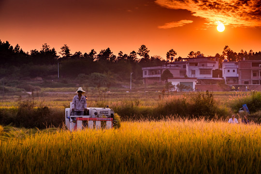 水稻收割机在田间作业