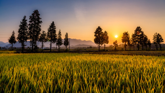 夕阳下的稻田