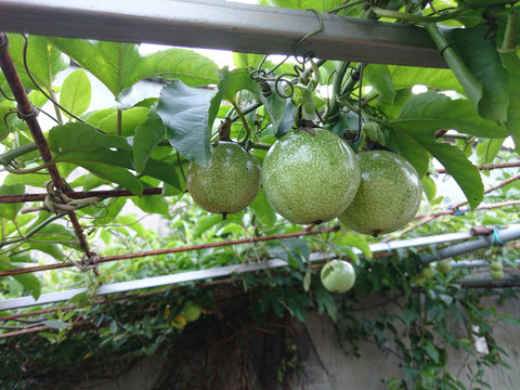 百香果