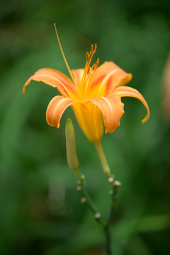 黄花菜