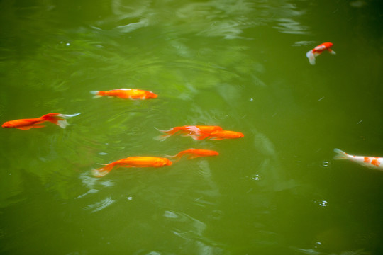 锦鲤