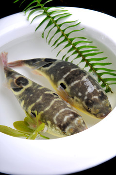 河豚