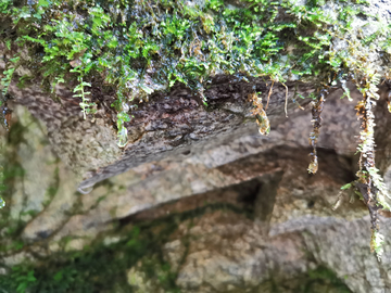 苔藓与水