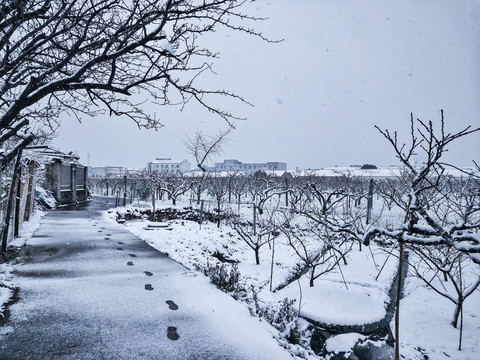 雪景