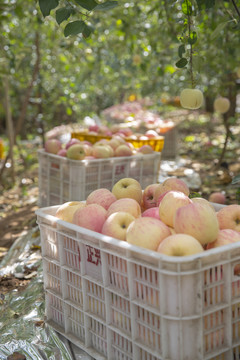 苹果收获季节