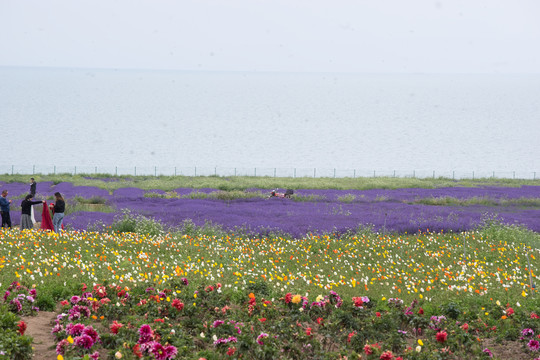 青海湖的花海