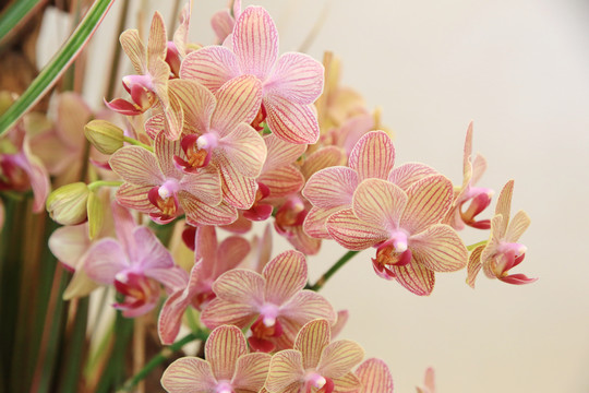 盛开鲜花
