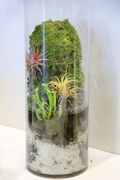 玻璃瓶苔藓盆景