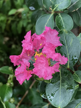 鸡冠花