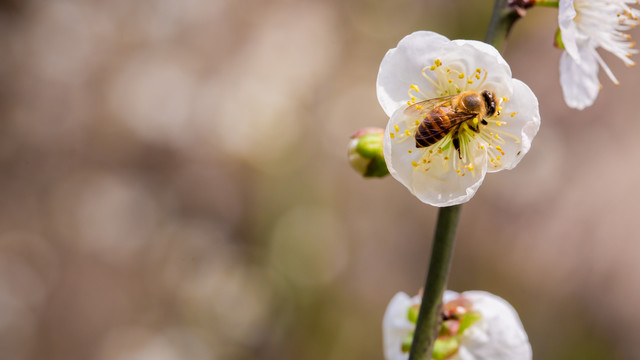 蜜蜂与白梅