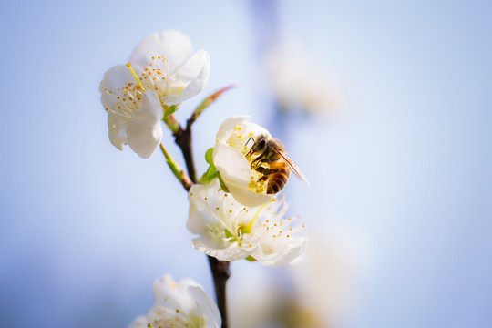 蜜蜂与白梅