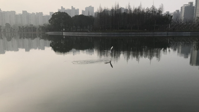 飞翔觅食的白鹭