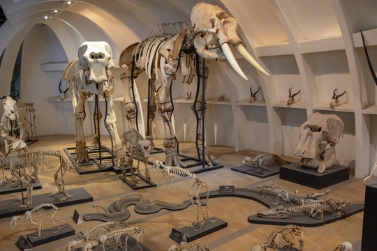 史前动物化石展览