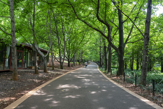 昆明植物园香枫大道