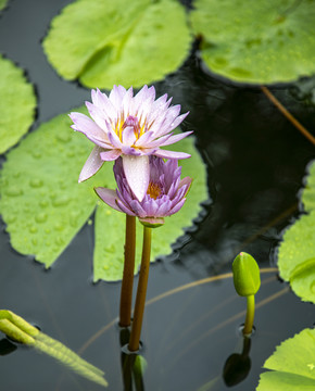 两朵莲花