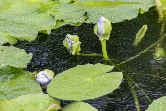 莲花