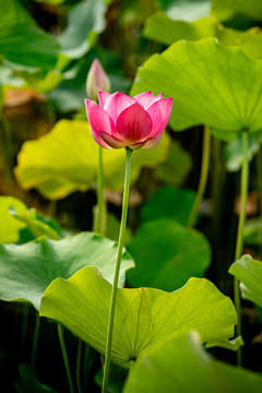 荷花