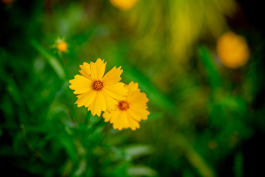 金鸡菊