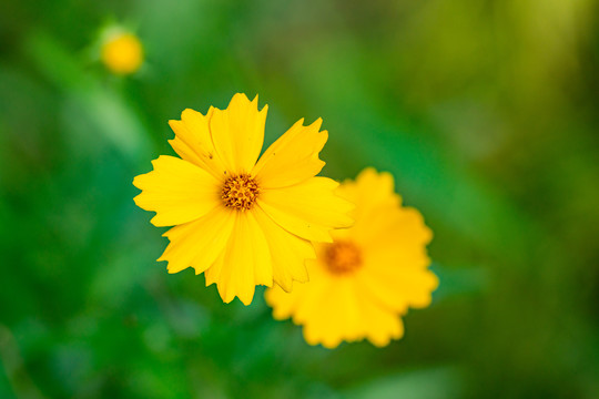 金鸡菊