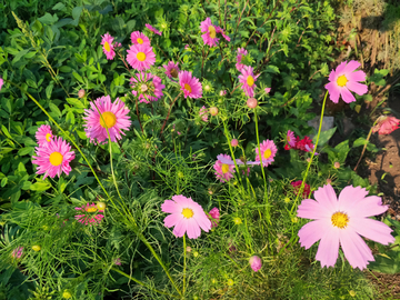 波斯菊野花