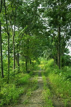 林间小路