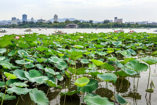 大明湖