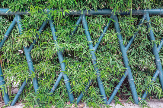 篱笆竹林背景