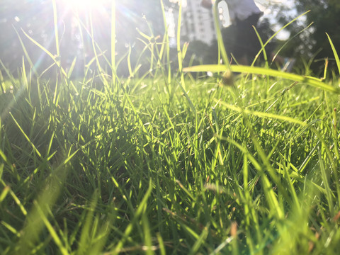 阳光照耀草地