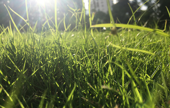 阳光照耀草地
