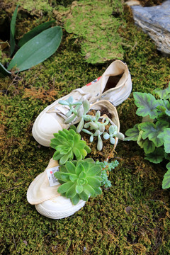 废弃球鞋种植园艺