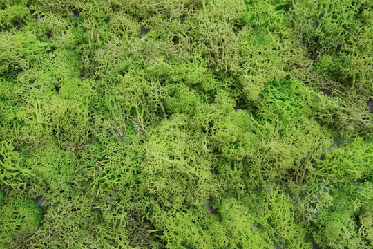 绿色苔藓装饰