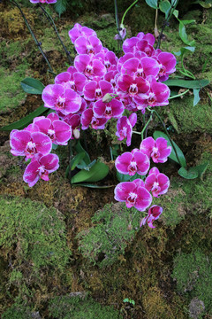 马蹄莲花簇