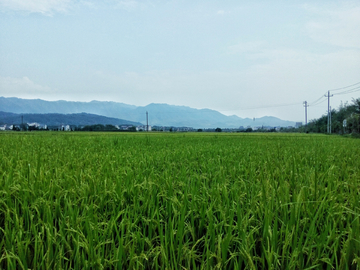 秋天的田野