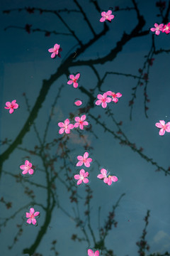 落花有意流水无情