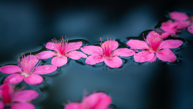 落花有意流水无情