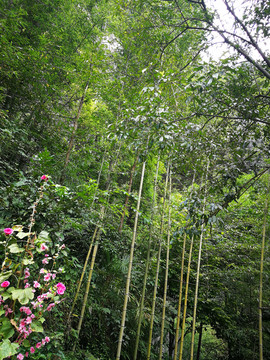 重庆酉阳桃花源