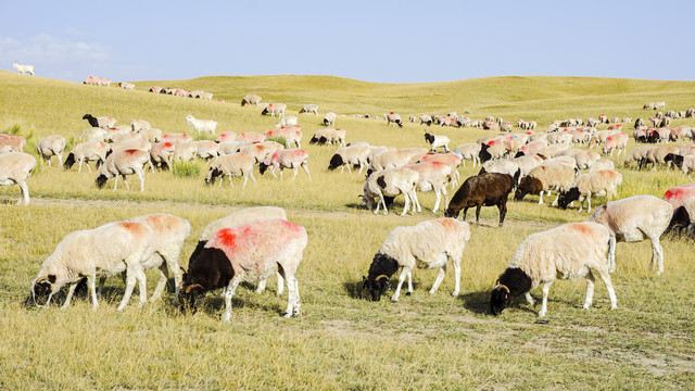 新疆大草原羊群