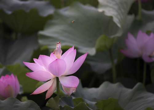 荷花与小鸟