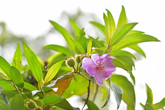 紫花野牡丹