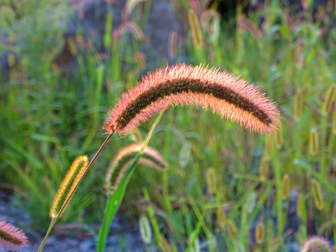 狗尾草