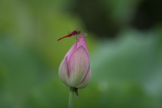 荷花蜻蜓